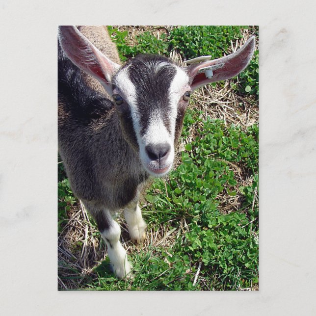 Hi There Goat Postcard (Front)