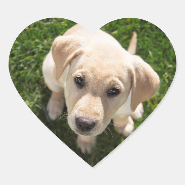 Hi There! (yellow Labrador retriever puppy) Heart Sticker (Front)