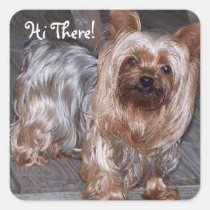Hi There Yorkshire Terrier Square Sticker