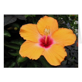 Hibiscus