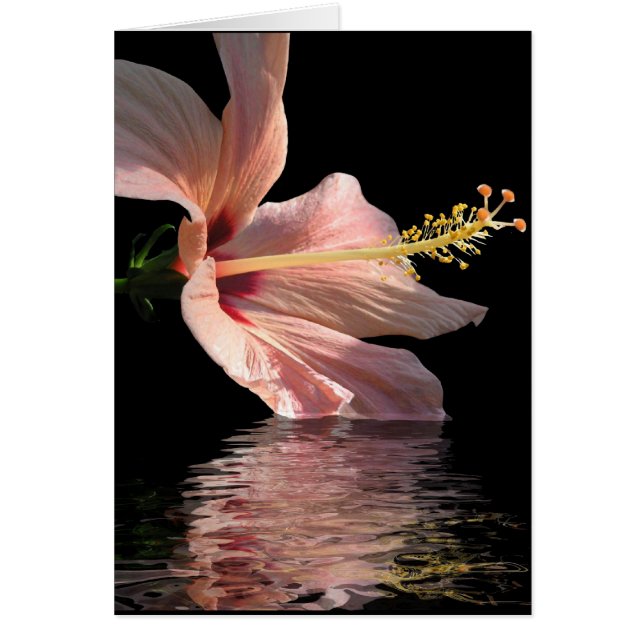 Hibiscus (Front)