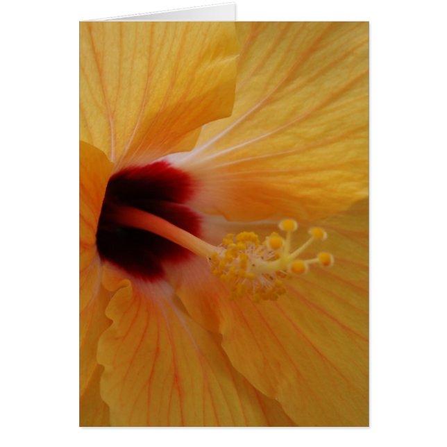 Hibiscus61 (Front)