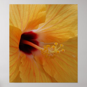 Hibiscus61 Poster