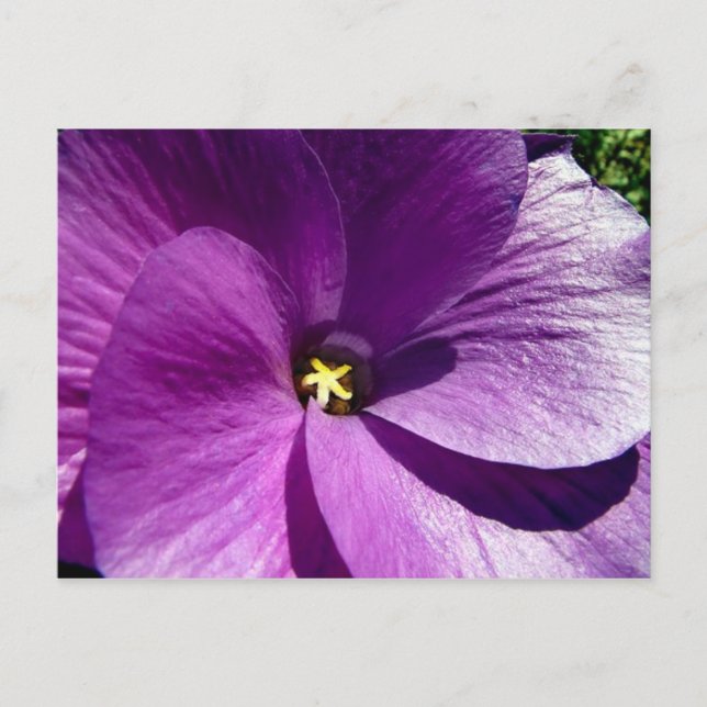 hibiscus 13 postcard (Front)
