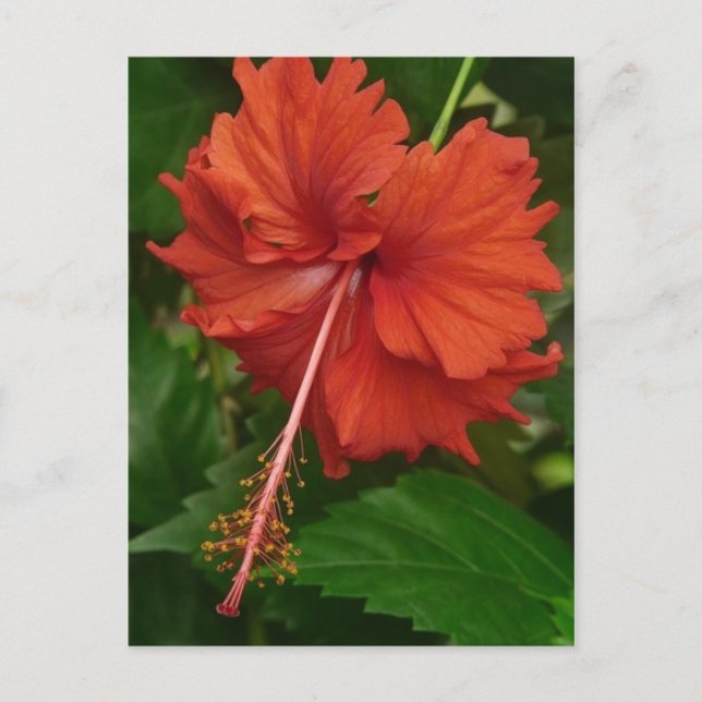 hibiscus 14 postcard (Front)