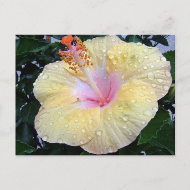 hibiscus 16 postcard (Front)