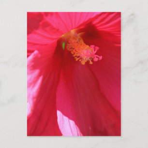 Hibiscus # 1 postcard