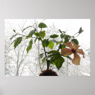 Hibiscus #1 poster