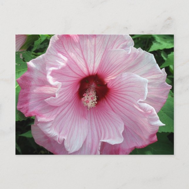 hibiscus 21 postcard (Front)