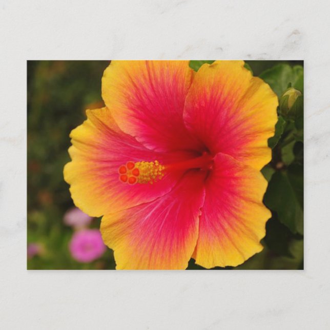 hibiscus 3 postcard (Front)