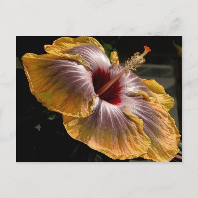 hibiscus 6 postcard (Front)