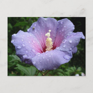 hibiscus 8 postcard