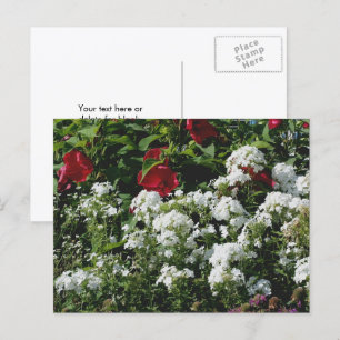 Hibiscus And Phlox Flower Garden Personalized Postcard