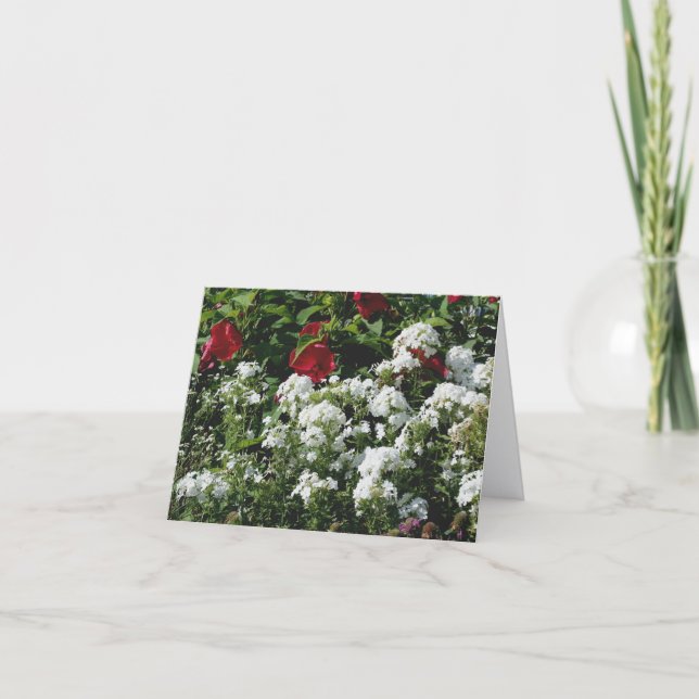 Hibiscus And Phlox Flower Garden Photography  (Devant)