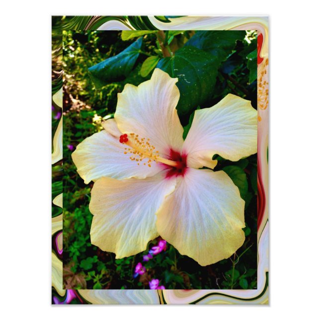 Hibiscus Beauty Photo Print (Front)