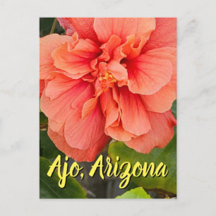 Hibiscus Bloom Double Peach, Arizona Postcard