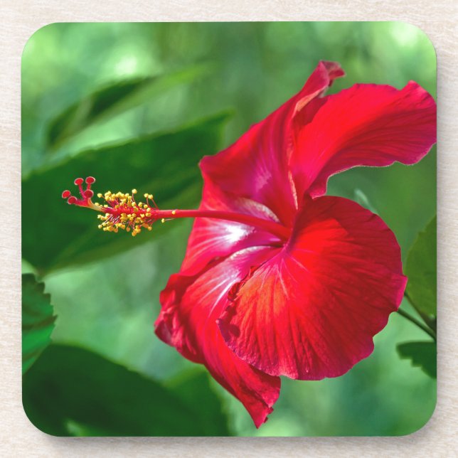 Hibiscus Blossom Coaster (Front)