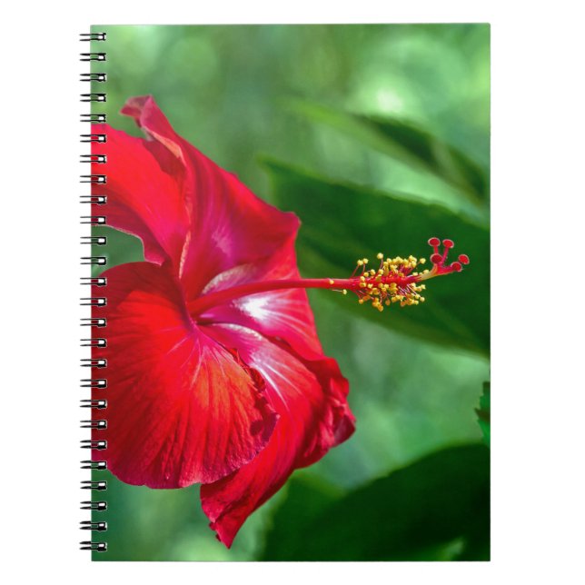 Hibiscus Blossom Notebook (Front)