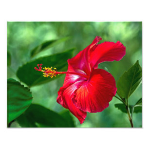 Hibiscus Blossom Photo Print