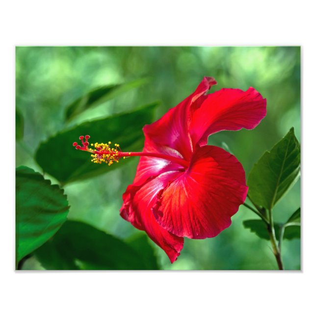 Hibiscus Blossom Photo Print (Front)