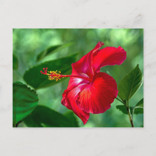 Hibiscus Blossom Postcard