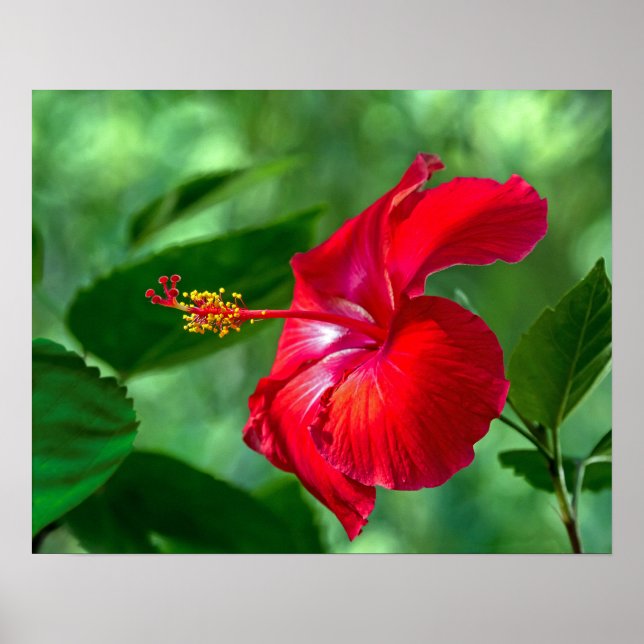 Hibiscus Blossom Poster (Front)