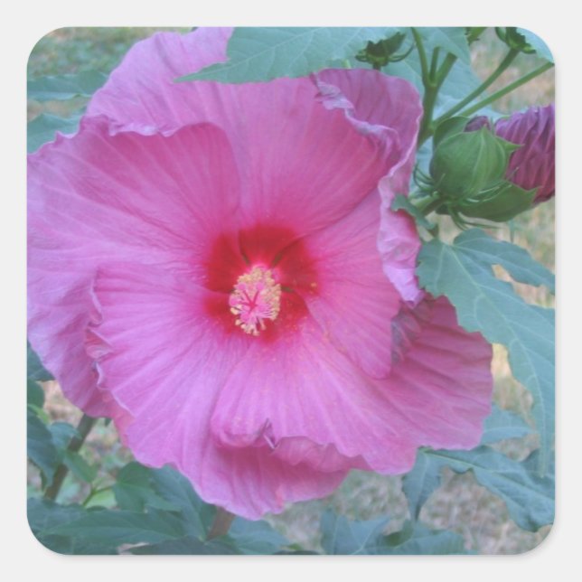 Hibiscus Blossom Sticker (Front)