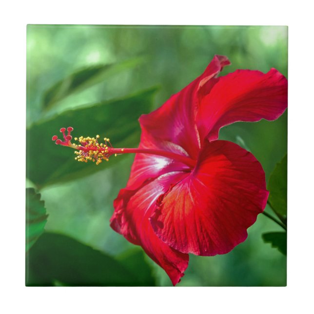 Hibiscus Blossom Tile (Front)
