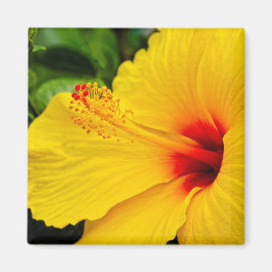 Hibiscus bright yellow magnet