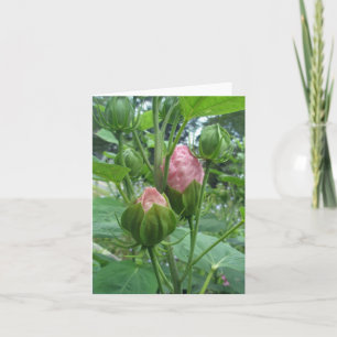 Hibiscus Buds Note Card