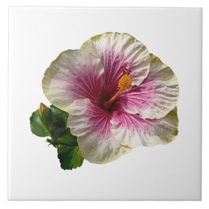 Hibiscus Candy Striper Tile