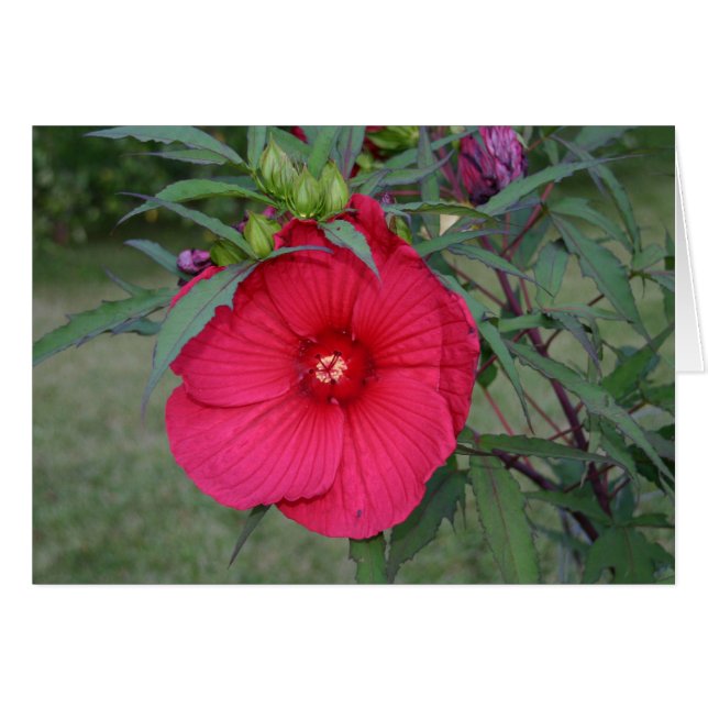 Hibiscus card (Front Horizontal)