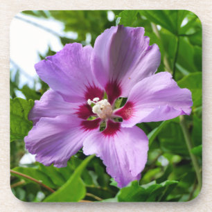 Hibiscus Coaster