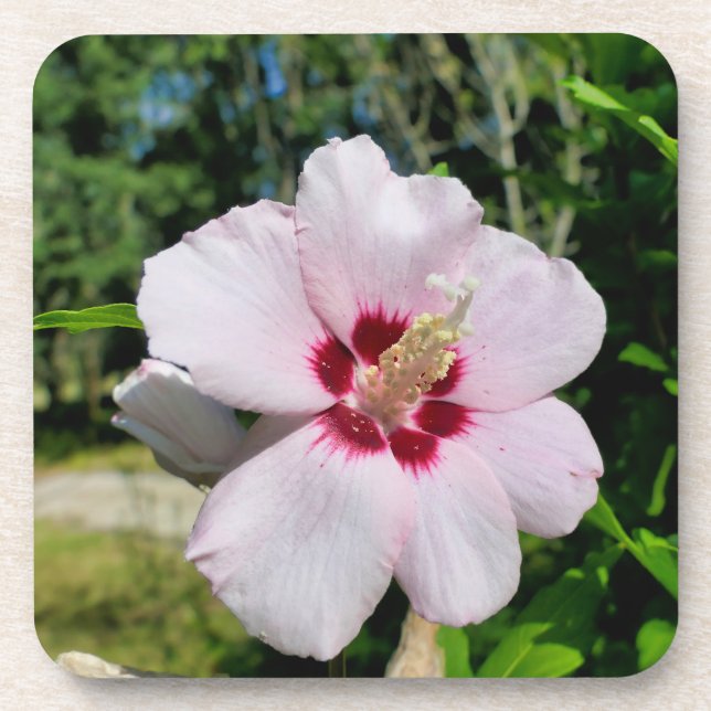 Hibiscus Coaster (Front)