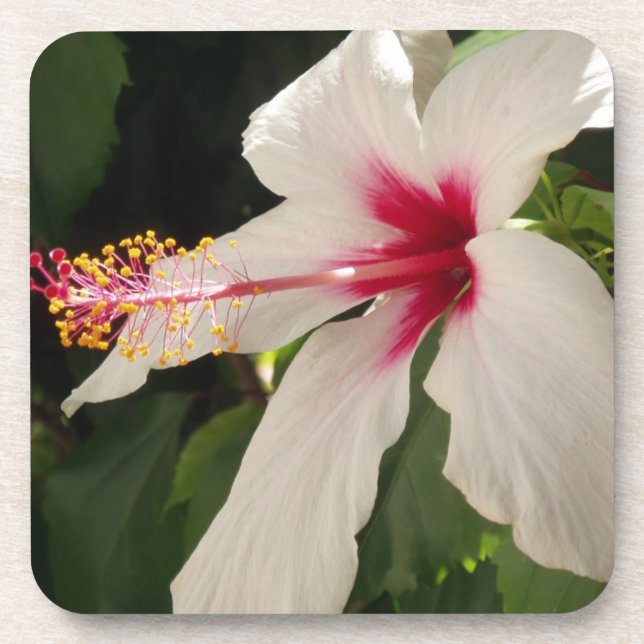 Hibiscus Coasters (Front)