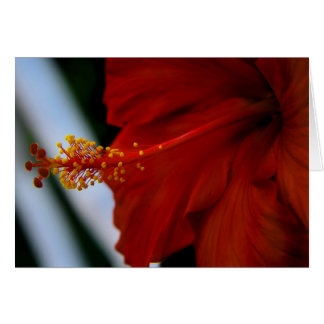 Hibiscus Delicious