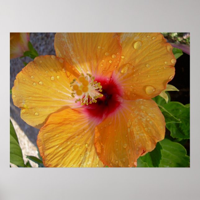 Hibiscus en floraison Impression encadrée (Devant)