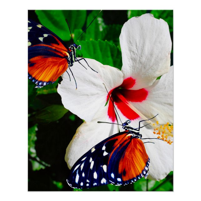 Hibiscus fleur avec Tiger Longwing Poster brillant (Devant)