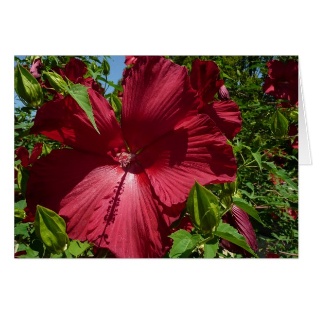 Hibiscus Flower and Blue Sky (Devant horizontal)