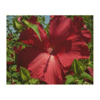 Hibiscus Flower and Blue Sky