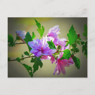 Hibiscus Flower Bloom Postcard