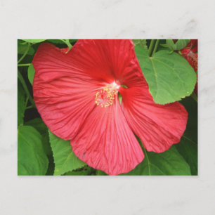 Hibiscus Flower Bright Magenta Floral Postcard