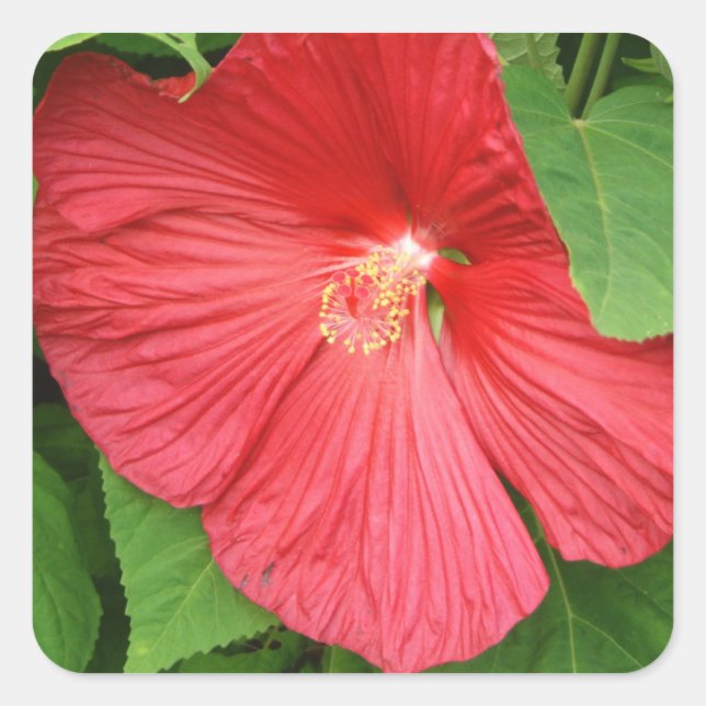Hibiscus Flower Bright Magenta Floral Square Sticker (Front)
