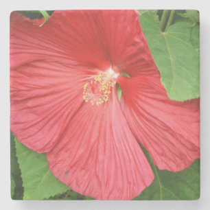 Hibiscus Flower Bright Magenta Floral Stone Coaster