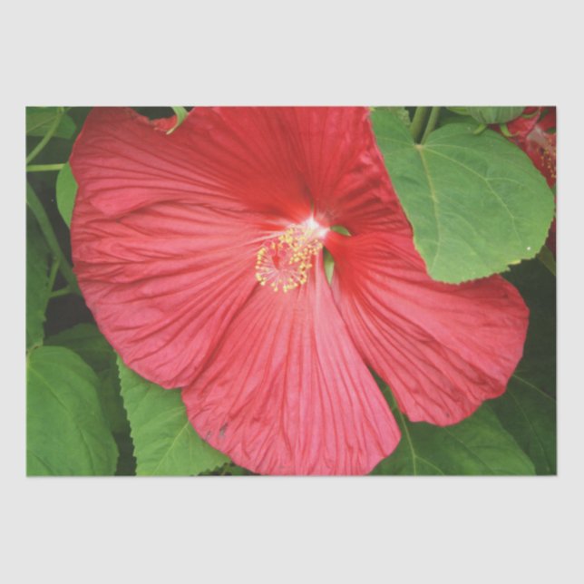 Hibiscus Flower Bright Magenta Floral Tissue Paper (Front)