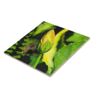 Hibiscus Flower Bud Tile