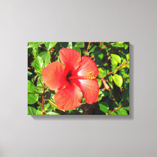 Hibiscus flower canvas print