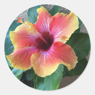 Hibiscus Flower Classic Round Sticker
