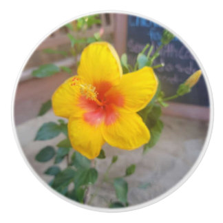 Hibiscus Flower Drawer Pull - Original Photography
