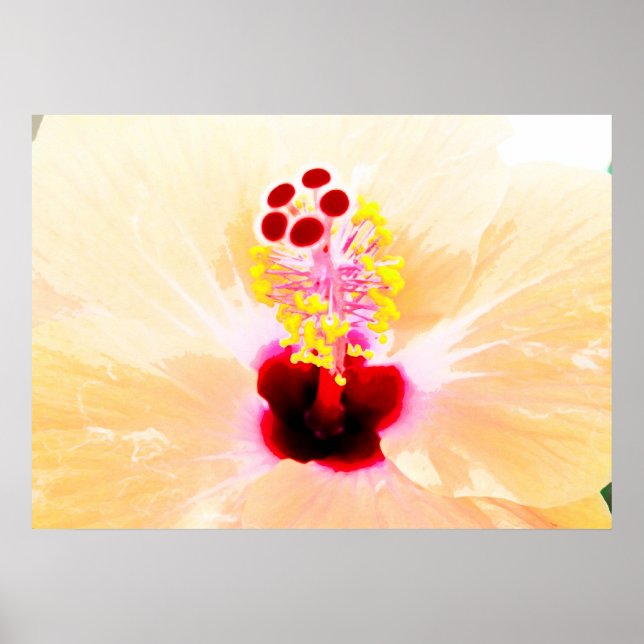 Hibiscus Flower Photograph Poster (Front)